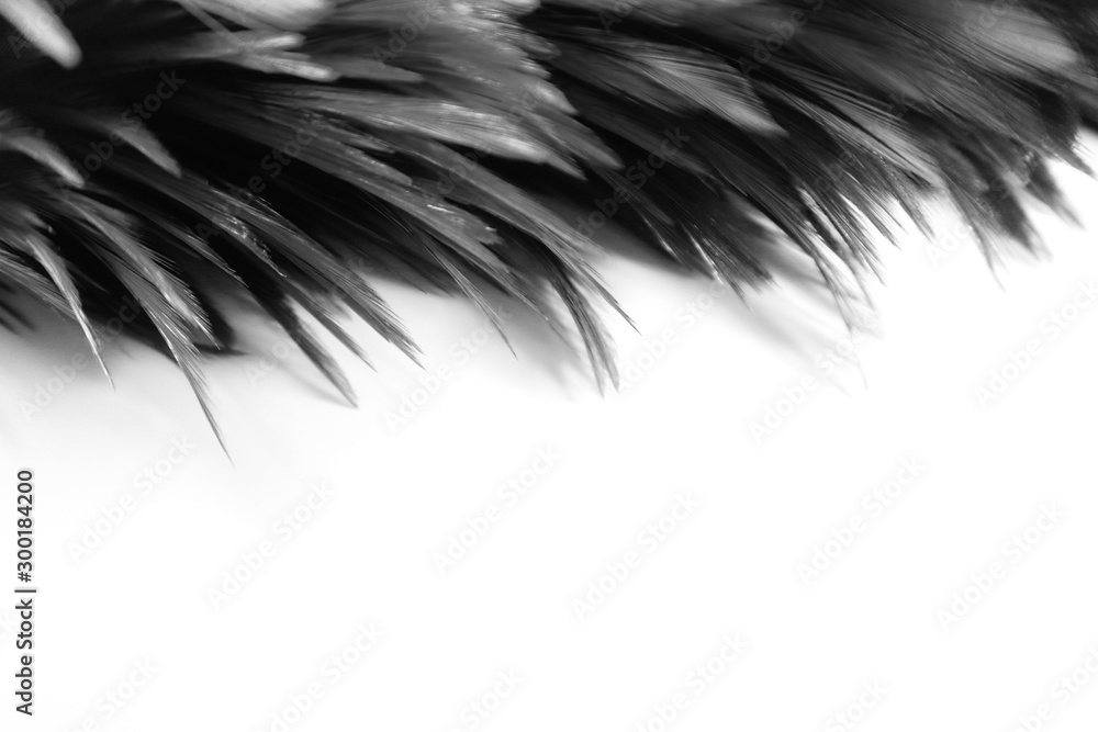 Obraz premium Beautiful abstract white and gray feathers on dark background and colorful soft brown white feather texture on white pattern