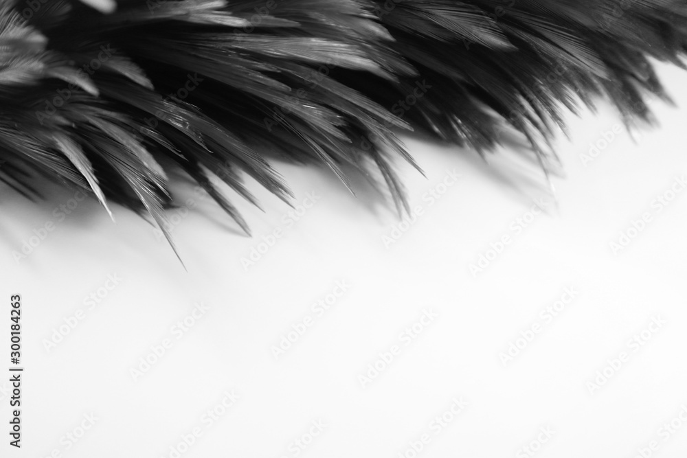 Obraz premium Beautiful abstract white and gray feathers on dark background and colorful soft brown white feather texture on white pattern