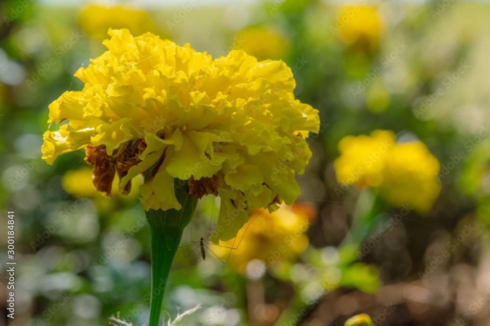 close up photo of yellow marigold flower with sunlight close up photo of yellow marigold flower with sunlight
