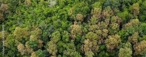 Aerial top view of forest texture background view from above © Naypong Studio