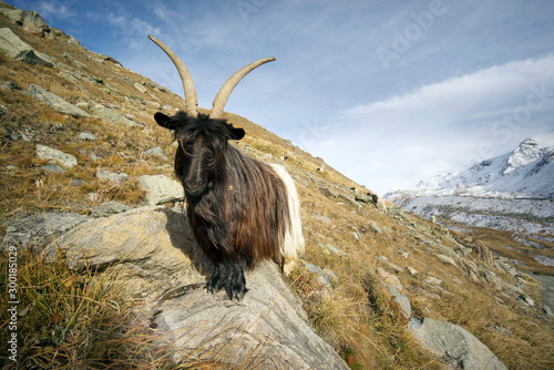 Animals under the Matterhorn photo