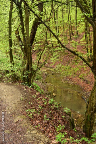 Forest path beside a stream in Hungary, Mecsek, Obanya