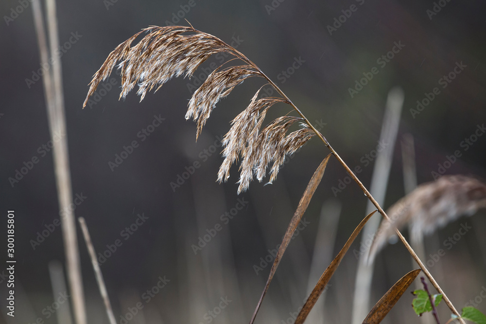 Fototapeta premium Autumn grass in hazy autumn