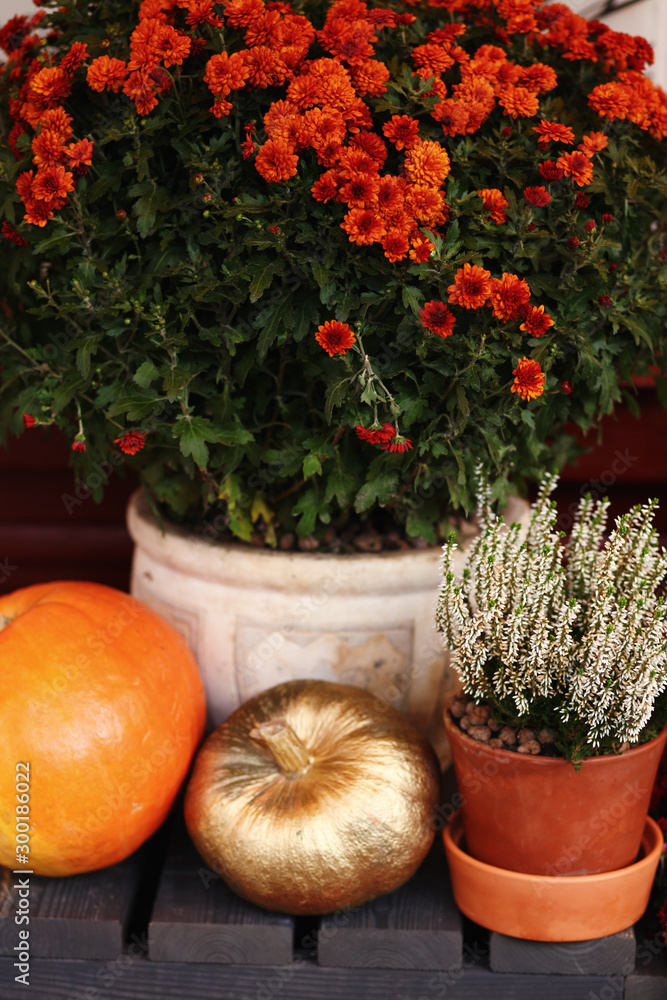 Thanksgiving and halloween outdoor decor with pumpkins and autumn flowers