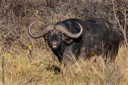 Buffalo - Okavango Delta - Botswana