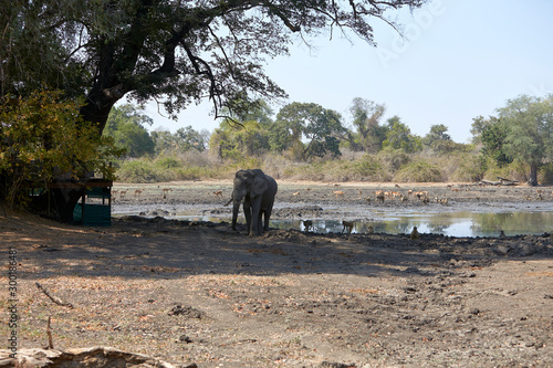 Elephnat in Mana Pools National Park, Zimbabwe photo