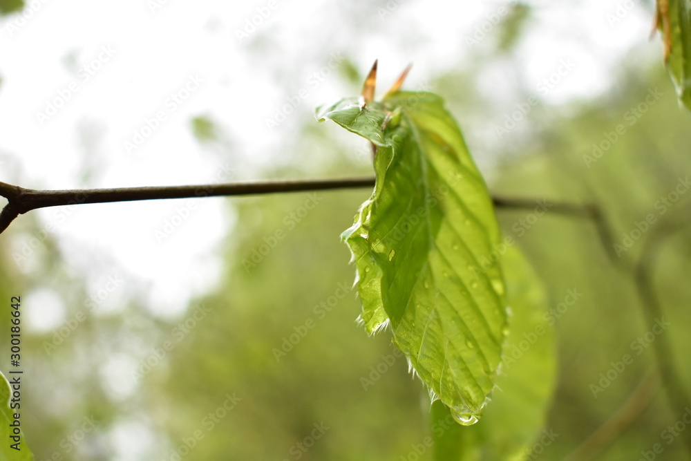 Obraz premium Beech leaves after the rain