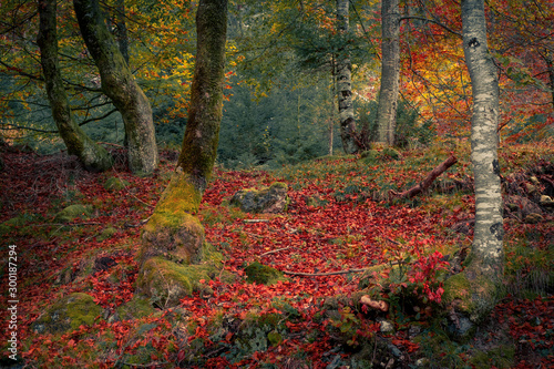 autumn trees with intense foliage