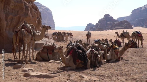 Flock of camels resting near rocks in Wadi Rum desert, Jordan
