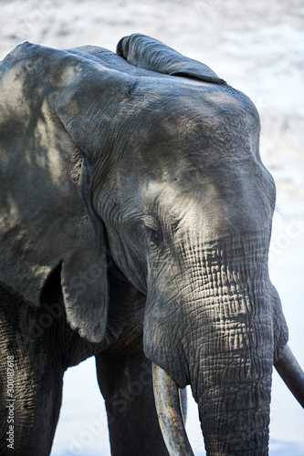 Elephnat in Mana Pools National Park, Zimbabwe photo