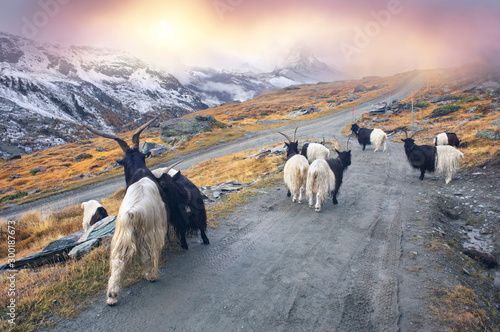 Animals under the Matterhorn