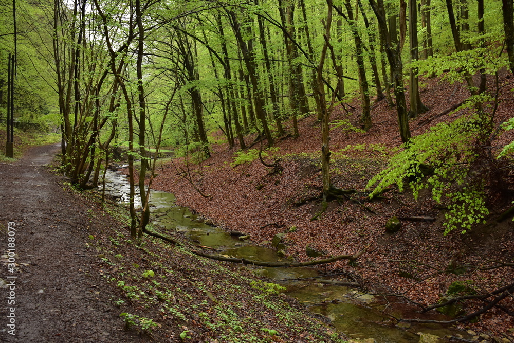 Fototapeta premium Walking along a stream in the forest