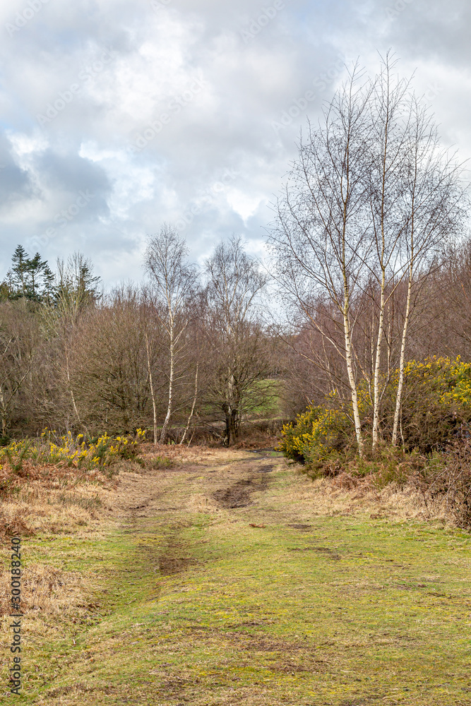 A winter view at Chailey Common in Sussex A winter view at Chailey Common in Sussex