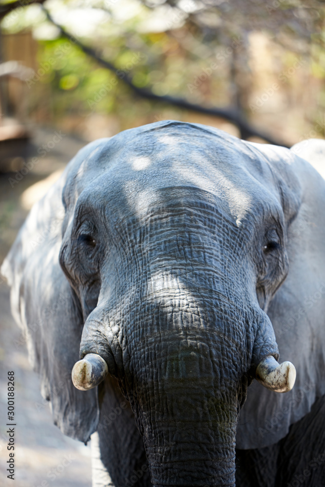 Elephant in Mana Pools National Park, Zimbabwe Elephant in Mana Pools National Park, Zimbabwe