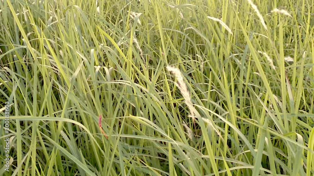 Green grass and flower grass is blowiong by the wind blow in the field Green grass and flower grass is blowiong by the wind blow in the field