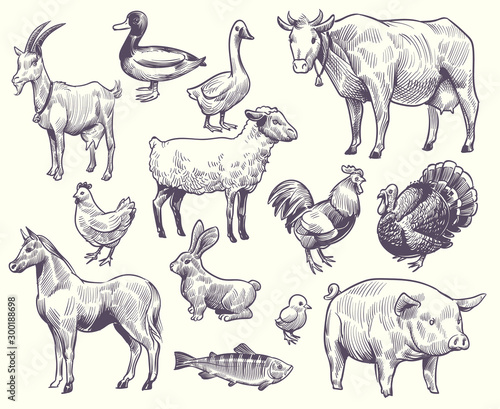 Hand drawn farm animals and birds. Goat, duck and horse, sheep and cow, pig and rooster, rabbit and turkey, chicken and fish, goose vector set