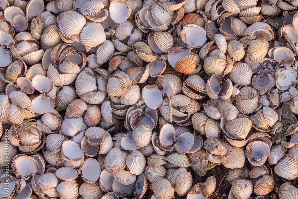 Shells, lots of them