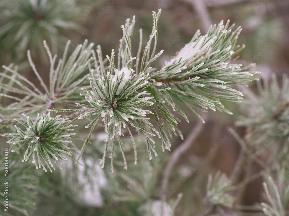 Pine branches with needles covered with hoarfrost on frosty day. Winter background. Falling snow.