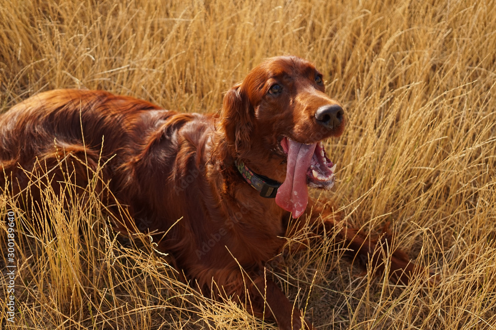 Irish red setter dog lying in golden grass