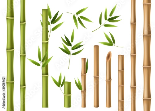 Realistic bamboo. Green and brown bamboo stems with leaves, asian forest 3d vector isolated china and japan decoration elements