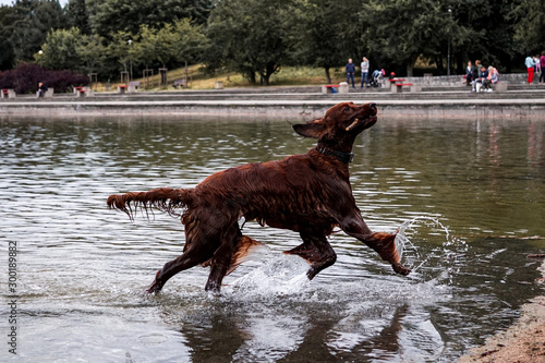 Irish red setter chasing stick. Dog retrieving in the water