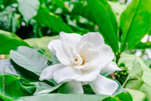 Schilderij op canvas Gardenia flower (Gardenia Jasminoides or Cape Jasmine) Blooming in green garden on branch tree background