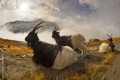 Animals under the Matterhorn photo