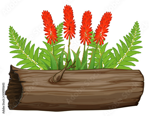 Aloe vera flowers and wooden log on white background