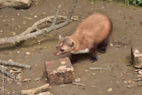 Ferret on the ground