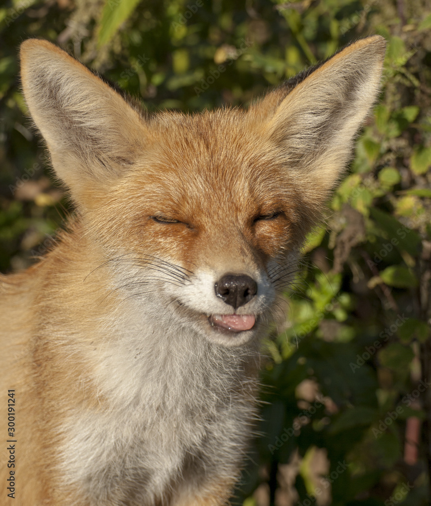 Fototapeta premium red fox