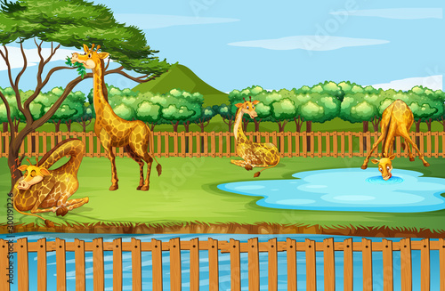 Scene with many giraffes at the zoo