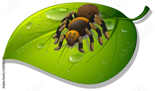 Tarantula spider on green leaf on white background