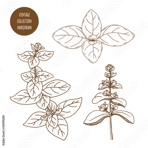 Marjoram. Vector hand drawn set of cosmetic herbs isolated on white background. Essential oils components illustration. Aromatherapy ingredients icons. Sketch collection of natural floral elements.
