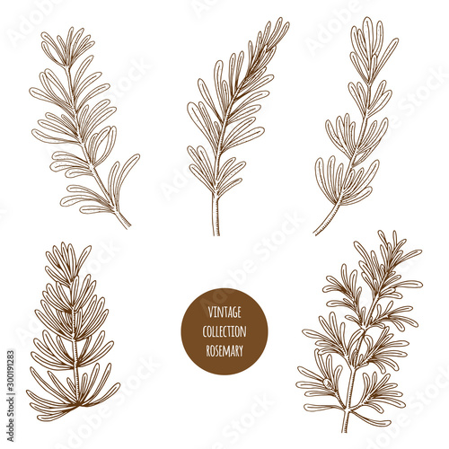 Rosemary. Vector hand drawn set of herbs and plants isolated on white background. Essential oils components illustration. Aromatherapy ingredients icons. Sketch collection of natural floral elements.