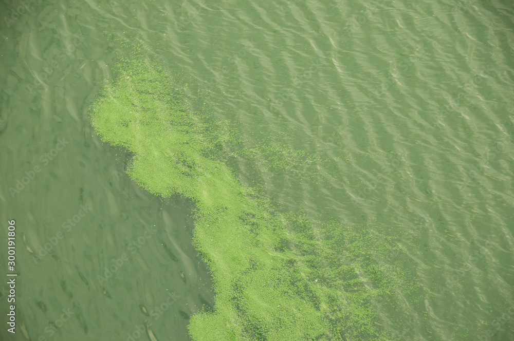 Polluted and weed-infested river water Polluted and weed-infested river water