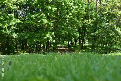 Green grass and forest in Hungary