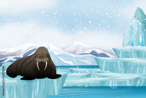 Scene with big walrus on ice