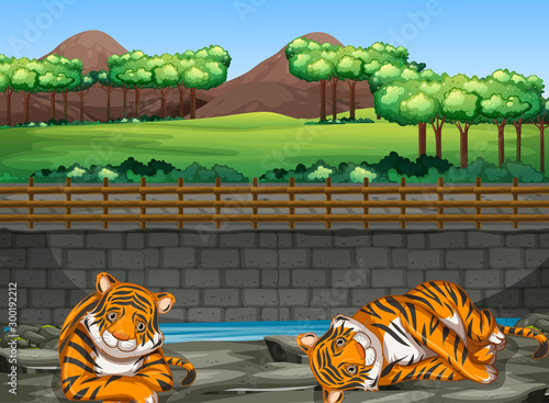 Scene with two tigers in the zoo