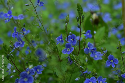Purple flower in the grass