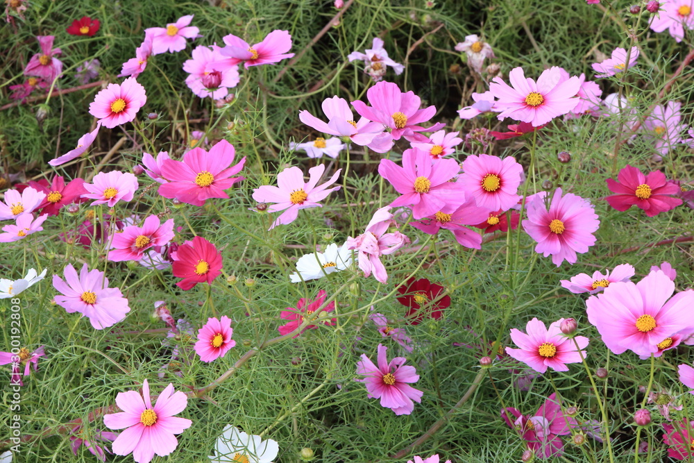 Obraz premium 日本に咲いているコスモス