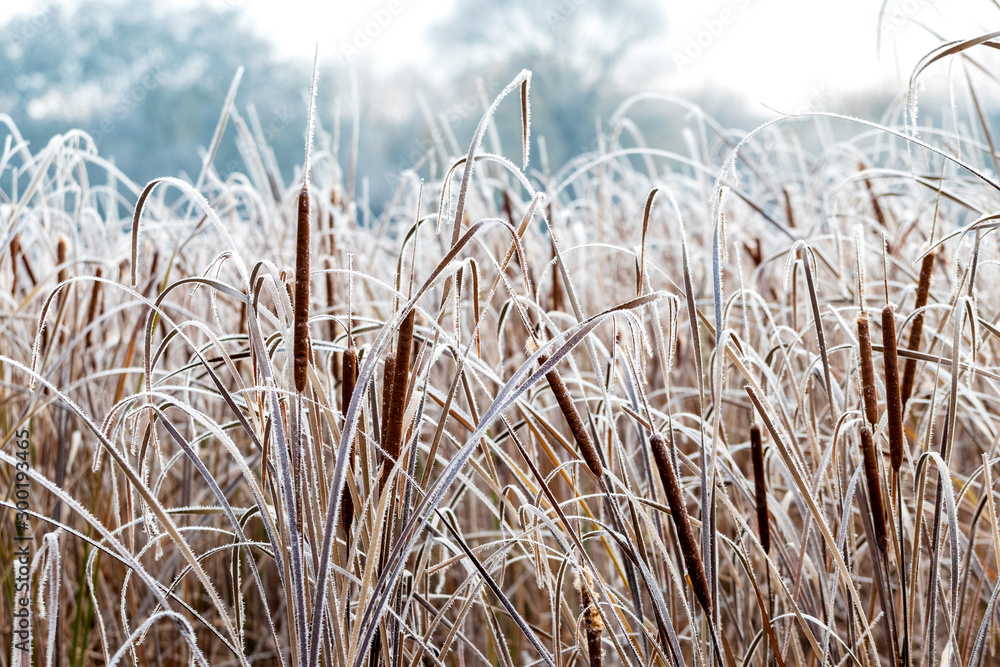 Fototapeta premium Cane on the river bank during frosty weather. Reeds covered with frost_