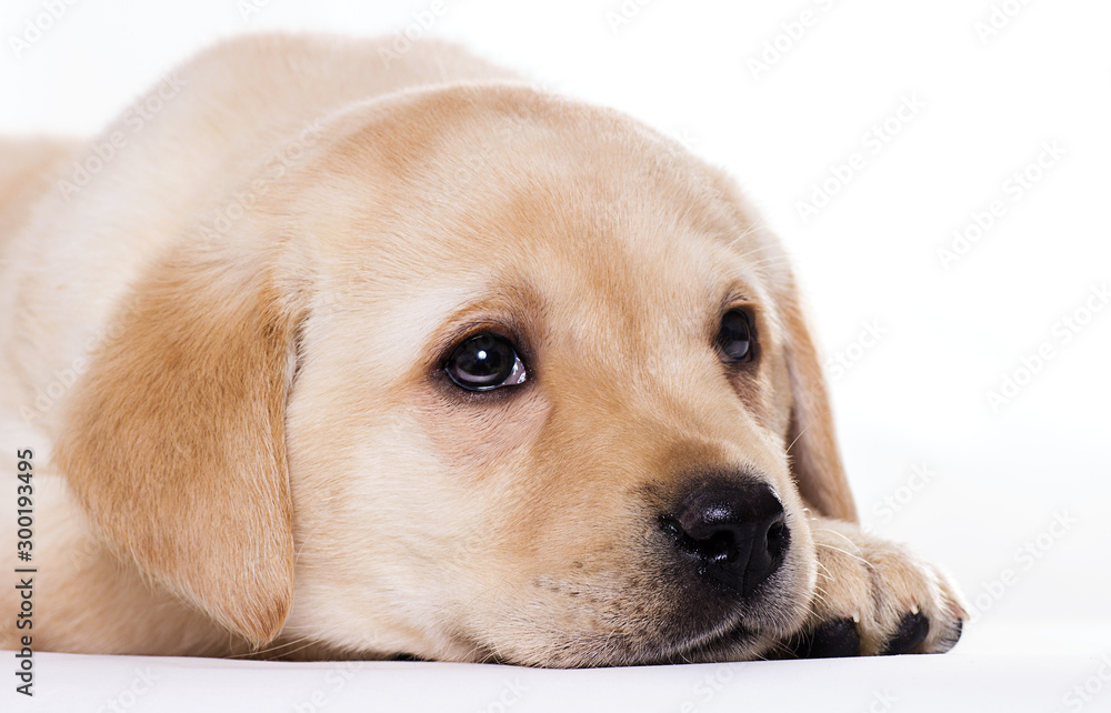Labrador puppy sleeping on a white background Labrador puppy sleeping on a white background