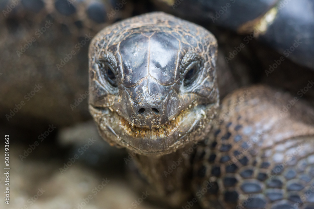 Closeup portrait of Galapagos giant tortoise ,Chelonoidis nigra, with bright black eyes looking curiously. Selective focus on the nose