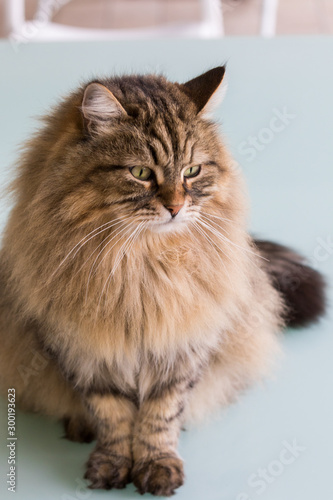 Cute siberian cat in relax in a garden. adorable domestic pet