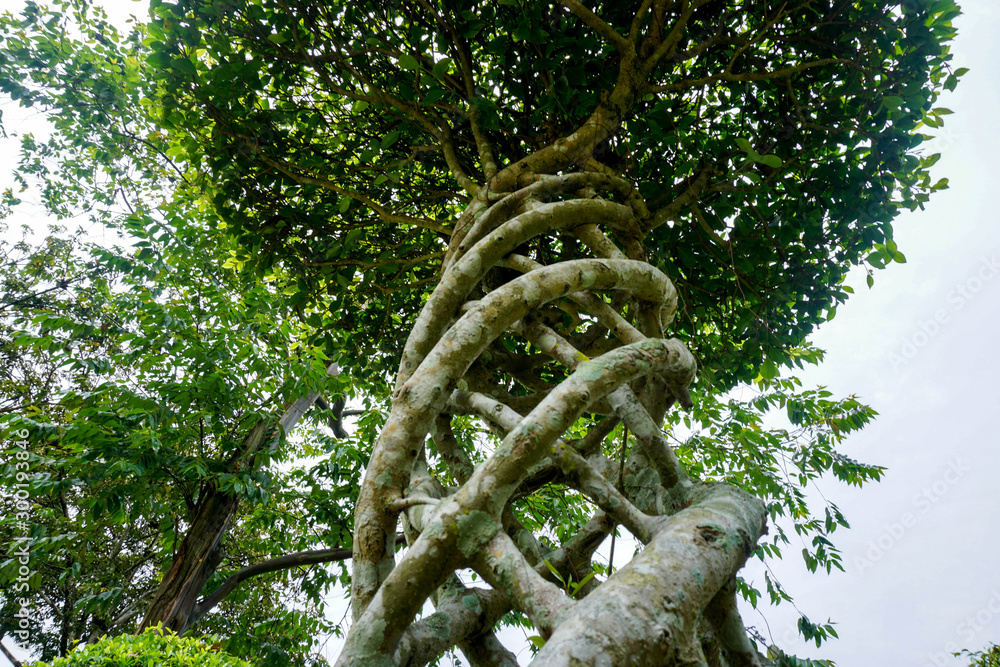 Fototapeta premium Swirling Tree