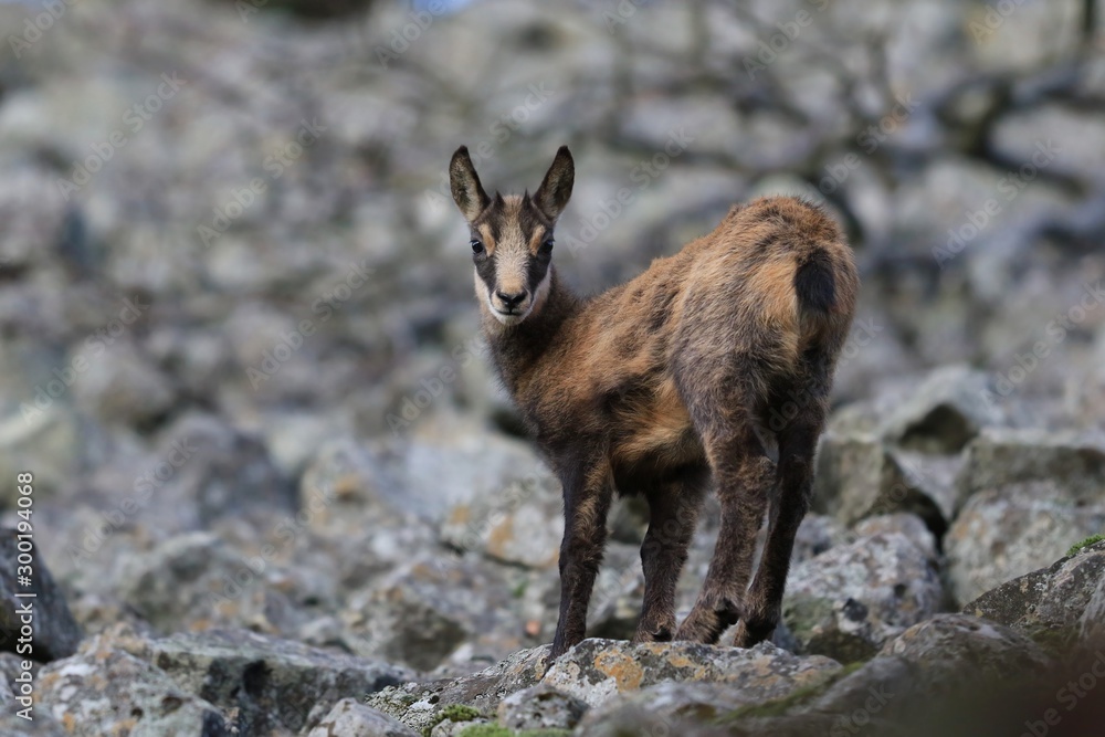 Young Chamois, Rupicapra rupicapra, in the stone hill. Studenec hill, Czech Republic, Animal from Alp. Wildlife scene with animal, Chamois, stone animal.