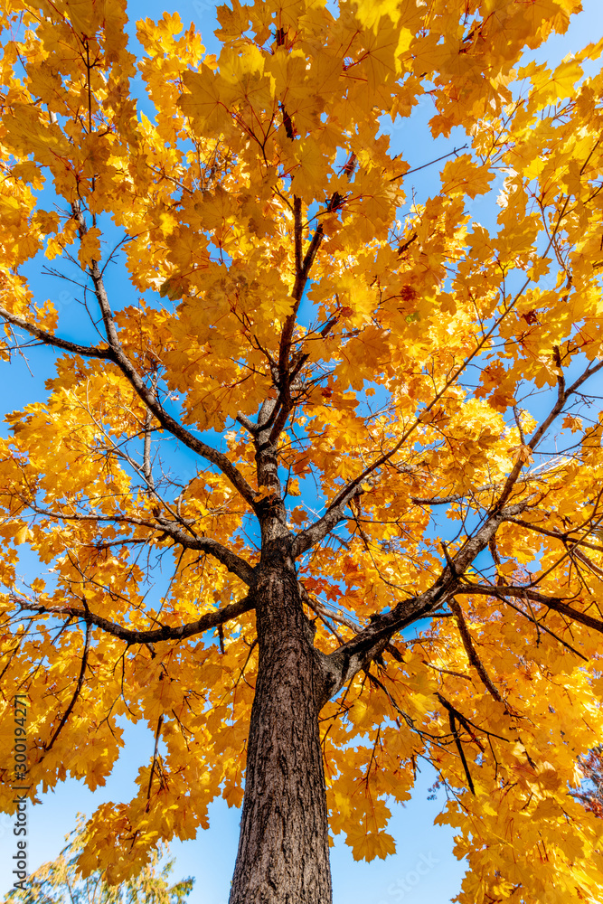 Single tree with trunk and fall colored leaves against a blue sky