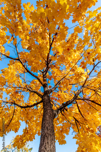 Obraz na płótnie Single tree with trunk and fall colored leaves against a blue sky w salonie