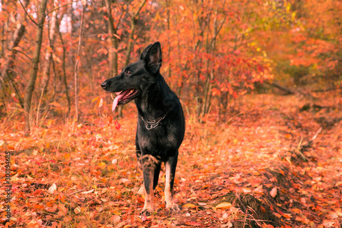 Dog, black German shepherd
