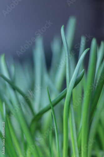macro close up of green grass